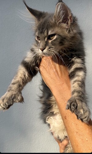 Maine Coon kitten with lynx ear tufts at Gentle Giants cattery, Dubai, from an available litter