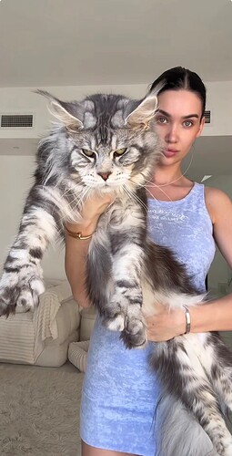 XL lion-type silver Maine Coon held by the breeder at Gentle Giants Maine Coon Cattery in Dubai